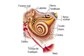 Tratamento de Labirintite na Aldeota - Cocó